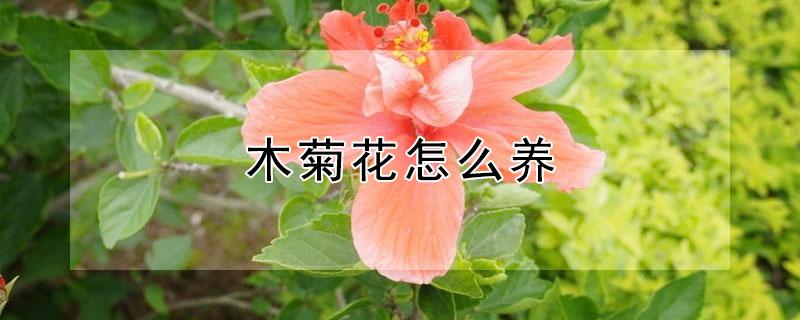 木菊花怎么养 木菊花怎么养才是正确的养殖方法