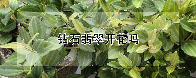 钻石翡翠开花吗 钻石花开花吗