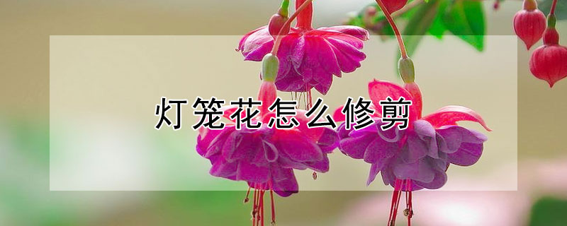 灯笼花怎么修剪（灯笼花怎么修剪更好看）