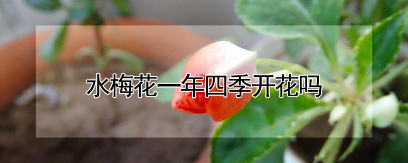 水梅花一年四季开花吗（水梅花是四季开花吗）