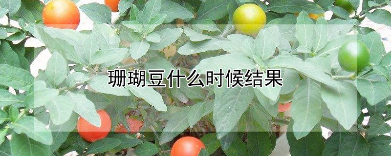 珊瑚豆什么时候结果 珊瑚豆一年结几次果