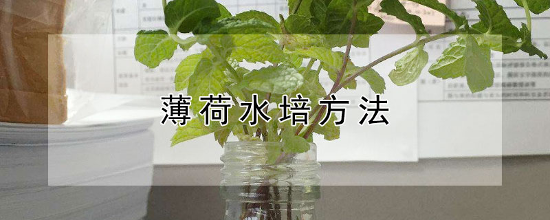 薄荷水培方法（薄荷水栽培方法）