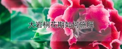 大岩桐花期如何施肥 大岩桐长花苞时怎么施肥