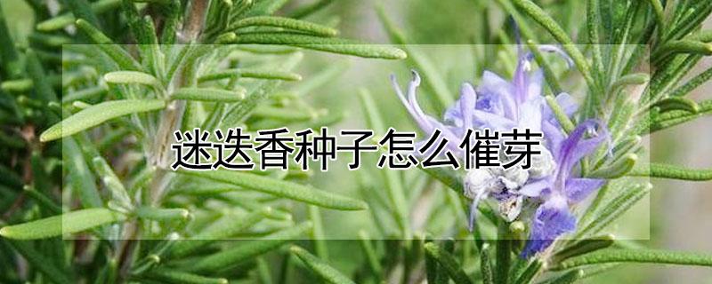 迷迭香种子怎么催芽（迷迭香种子播种方法）