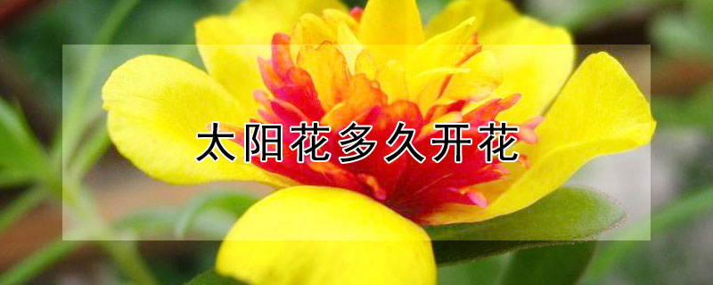 太阳花多久开花（太阳花多久开花?）