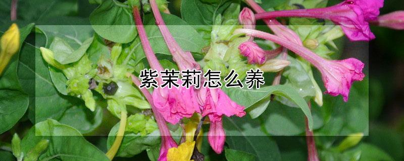 紫茉莉怎么养 紫茉莉怎么养视频