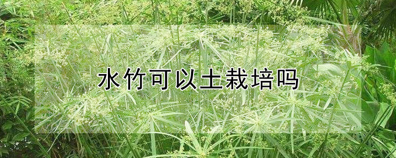 水竹可以土栽培吗（水竹能土栽吗）