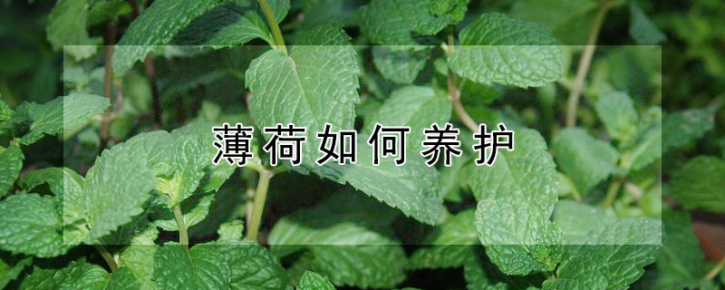 薄荷如何养护（薄荷养护及注意事项?）