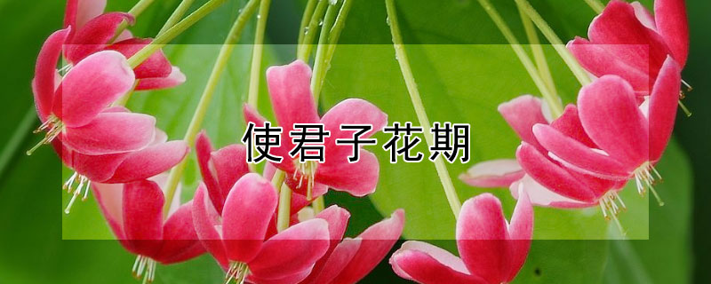 使君子花期（使君子花期多长）