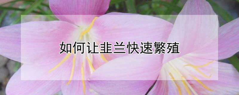 如何让韭兰快速繁殖（韭菜兰如何繁殖）