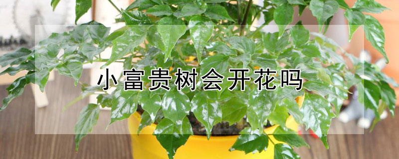 小富贵树会开花吗（大富贵树会开花吗）