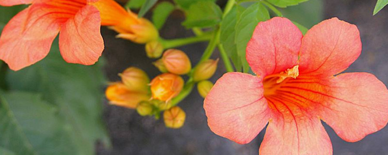 凌霄花夏天要天天浇水吗 凌霄花多长时间浇水