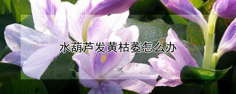 水葫芦发黄枯萎怎么办 水葫芦发黑了怎么办