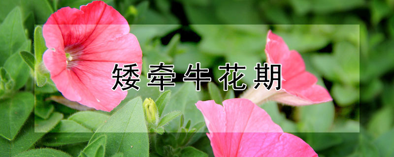 矮牵牛花期 矮牵牛花期长吗