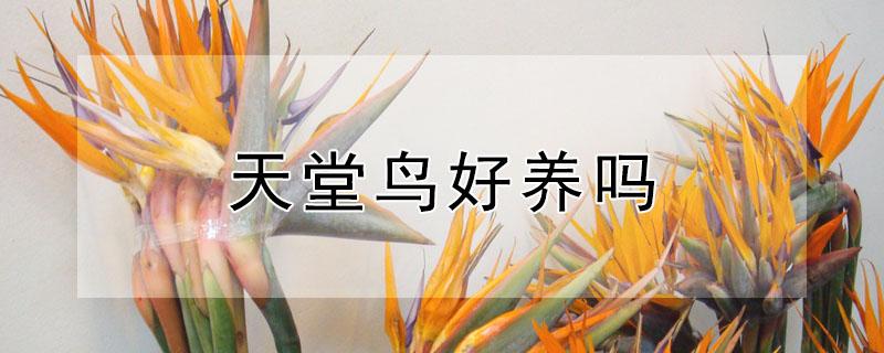 天堂鸟好养吗 天堂鸟绿植好养活吗