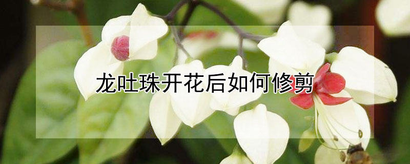 龙吐珠开花后如何修剪 龙吐珠花开完要怎么修剪