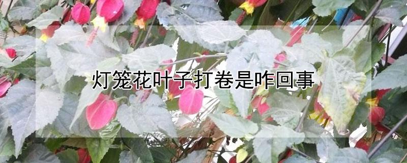 灯笼花叶子打卷是咋回事（灯笼花的叶子有的卷边怎么回事）