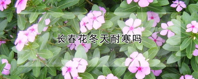 长春花冬天耐寒吗 长春花耐低温吗