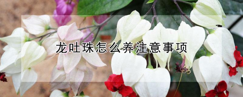 龙吐珠怎么养注意事项（龙吐珠的养殖方法和注意事项）