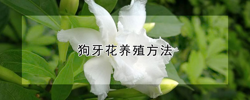 狗牙花养殖方法 狗牙花狗牙花养殖方法