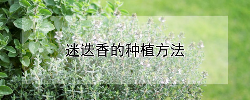 迷迭香的种植方法（迷迭香的种植方法与价值）