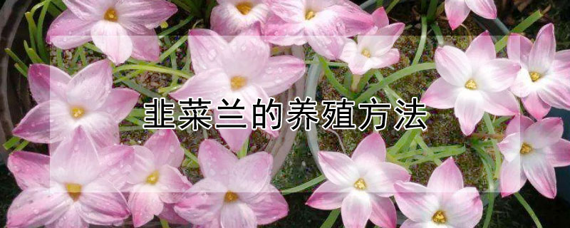 韭菜兰的养殖方法（韭菜兰的养殖方法视频）