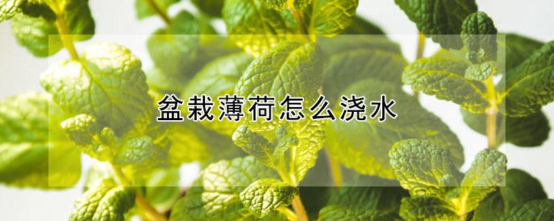 盆栽薄荷怎么浇水（薄荷叶种植如何浇水）