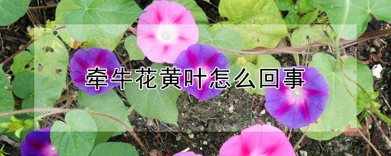 牵牛花黄叶怎么回事（牵牛花黄叶子是怎么回事）