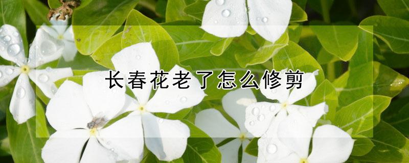 长春花老了怎么修剪 长春花开过了怎么修剪