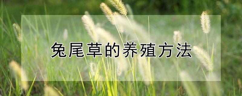 兔尾草的养殖方法 兔尾草的养殖方法和注意事项