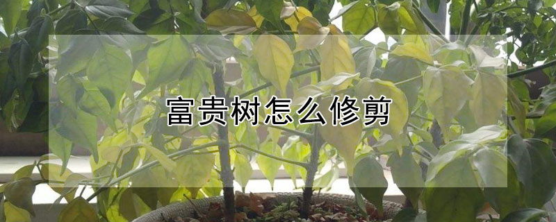 富贵树怎么修剪 富贵树怎么修剪枝叶视频教程