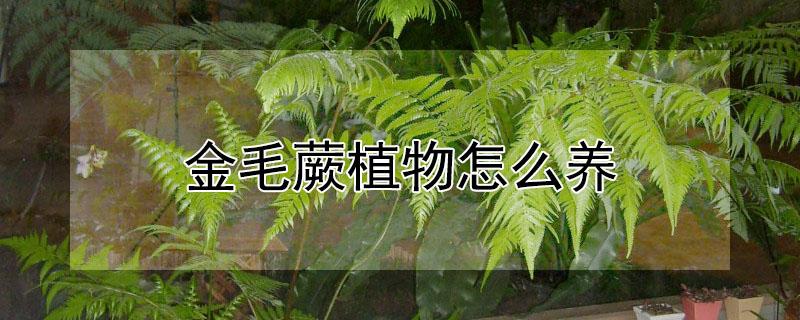 金毛蕨植物怎么养（金毛蕨类怎么养）