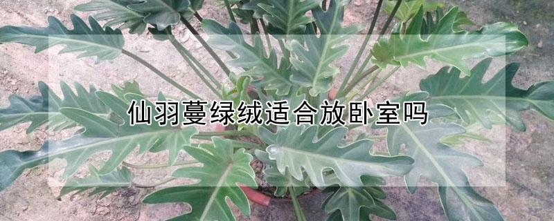 仙羽蔓绿绒适合放卧室吗（绿植飞羽可以放在卧室吗）