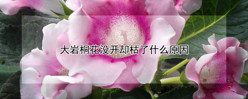 大岩桐花没开却枯了什么原因 大岩桐没开花花蕾就枯了