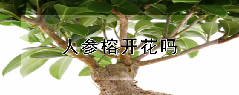 人参榕开花吗 人参榕树盆景会开花吗