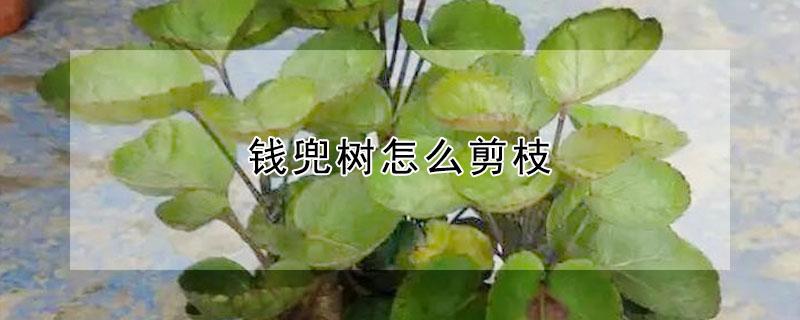 钱兜树怎么剪枝（钱兜树剪枝方法）