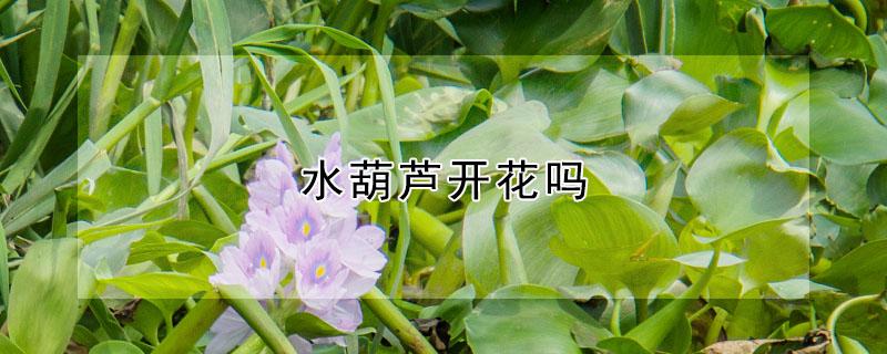 水葫芦开花吗（水葫芦会开花吗开的花长什么样子）