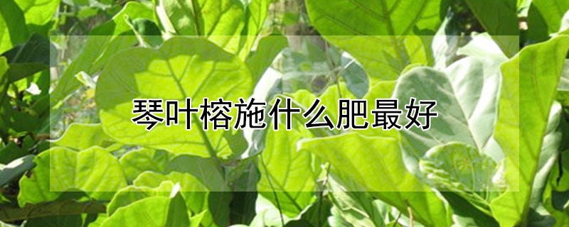 琴叶榕施什么肥最好（琴叶榕怎么施肥要施什么肥）