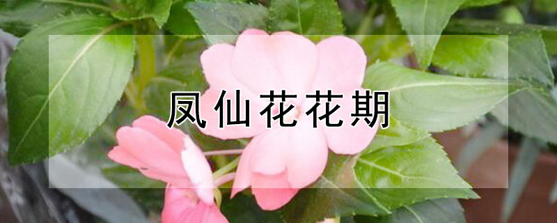 凤仙花花期（凤仙花花期大概几个月）