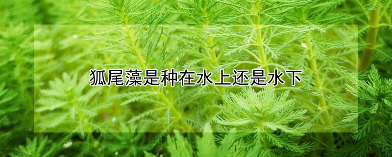 狐尾藻是种在水上还是水下 狐尾藻是浮水植物吗