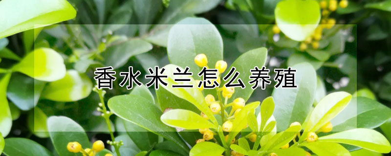 香水米兰怎么养殖（米兰香花可以用水养吗）