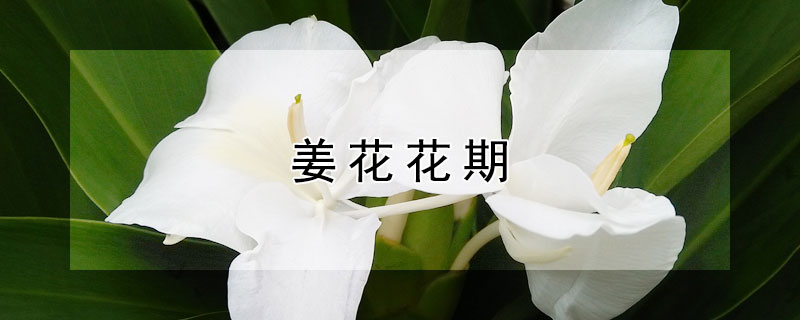 姜花花期（姜花开花期）