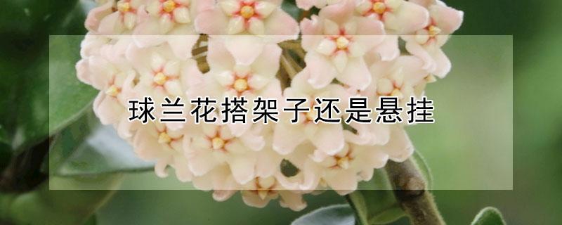 球兰花搭架子还是悬挂（球兰花架怎样搭）