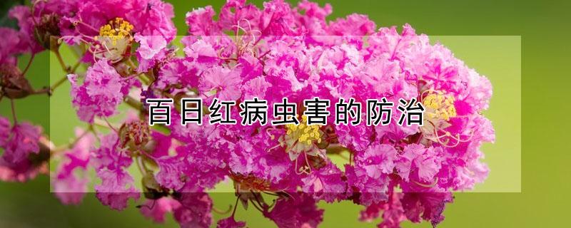 百日红病虫害的防治（百日红树长白色虫怎么治）