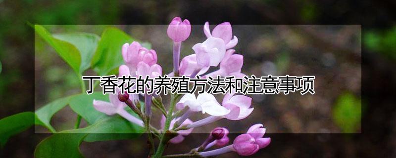 丁香花的养殖方法和注意事项（丁香花的养殖方法和注意事项丁黄）