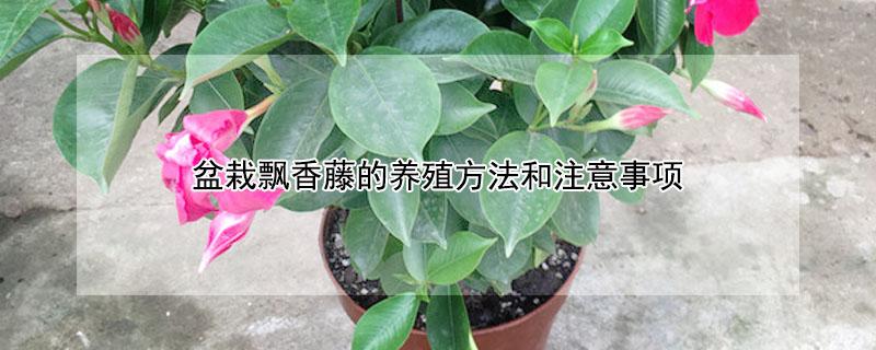 盆栽飘香藤的养殖方法和注意事项 飘香藤的种植方法和注意事项