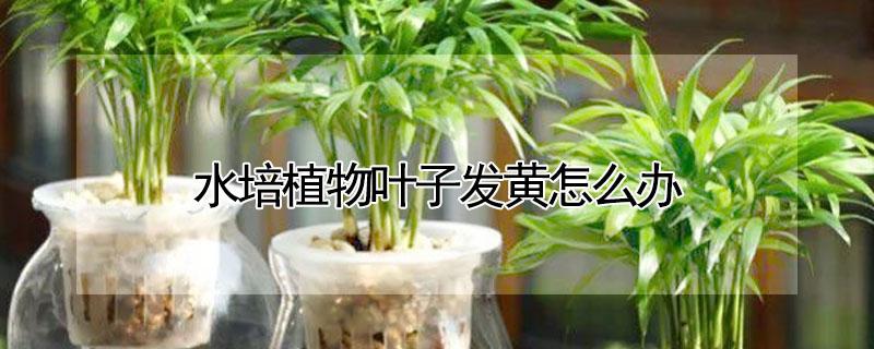 水培植物叶子发黄怎么办（水培植物有黄叶怎么办）