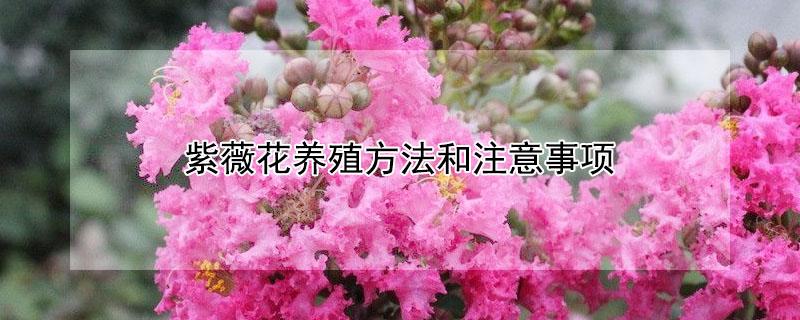 紫薇花养殖方法和注意事项 紫薇盆栽的种植方法和注意事项