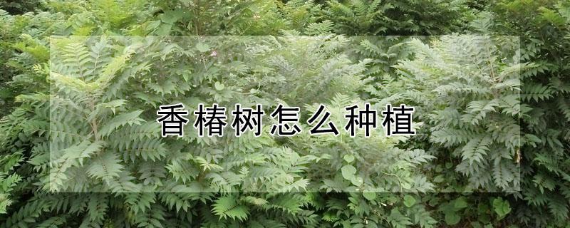 香椿树怎么种植 香椿树怎么种植和施肥