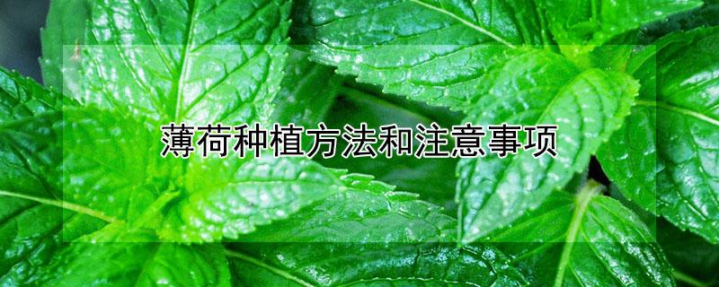 薄荷种植方法和注意事项 薄荷怎么种植方法如下